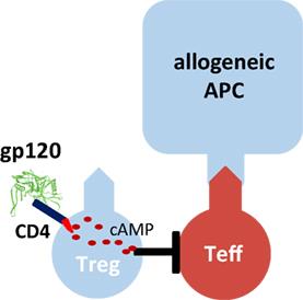 Novel Concept of CD4-Mediated Activation of Regulatory T Cells for the Treatment of Graft-Versus-Host Disease